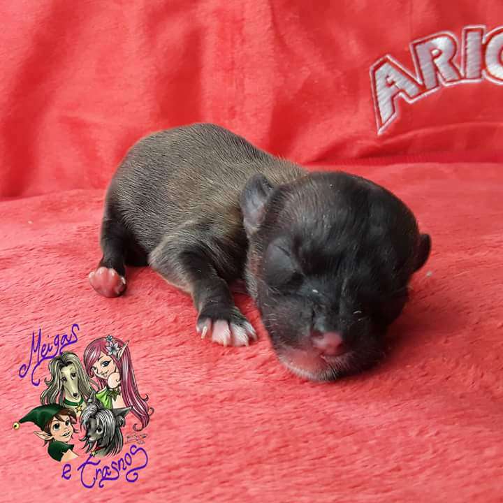 Steve Rogers de Meigas e Trasnos