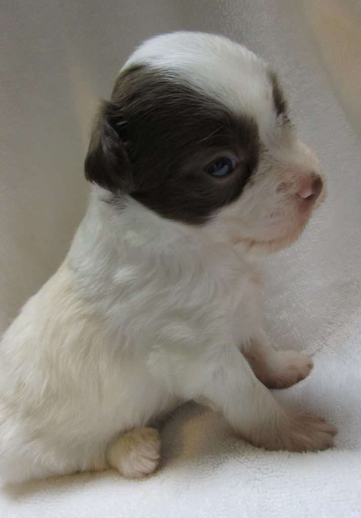 VII Peaks Spring Breeze