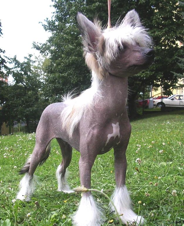 Alexus Ovin Mi Amarth