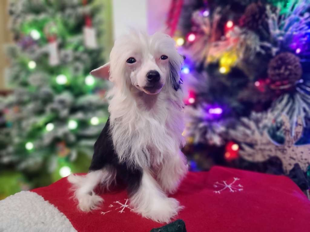 Long Haul's Why Soitenly, Nyuk Nyuk Nyuk