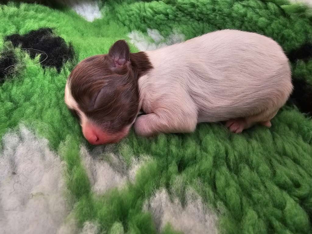 Saraasar Jaadoo Atreyu