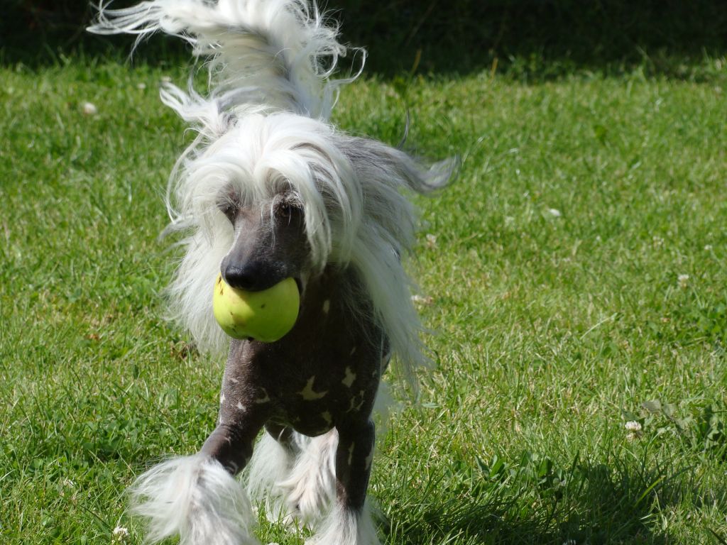 Leon Fleur de Lis Balto