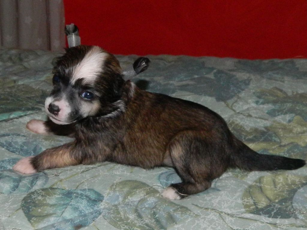 Di Casa Megi Gluskap Protettore Dell'umanita'