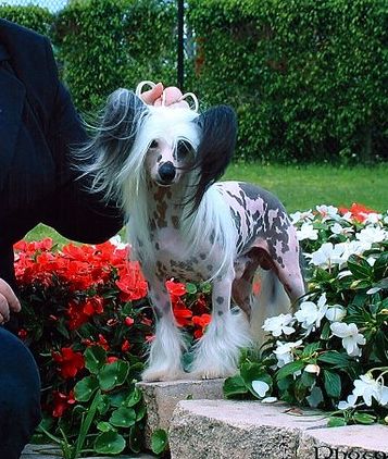 Babylon White Magic Ogou