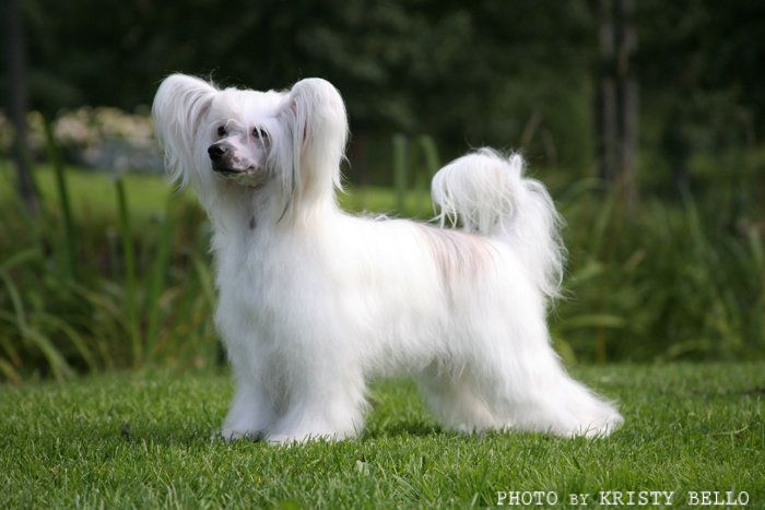 Chinese Line Colour My Love