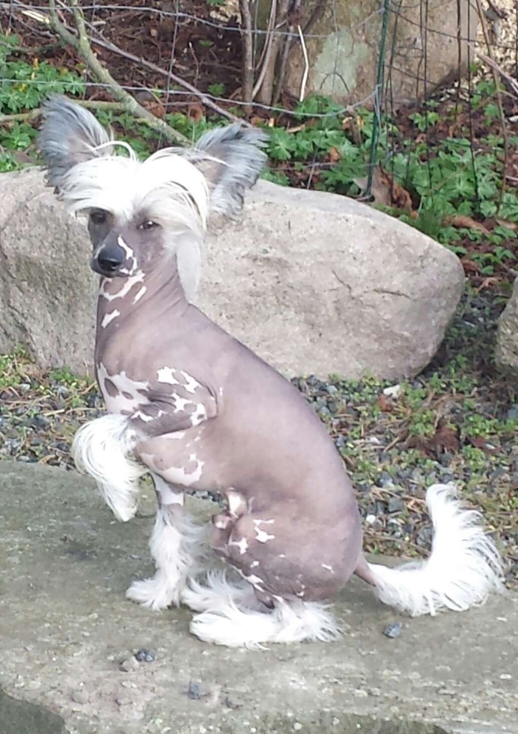 Farley vom Eifeldiamant