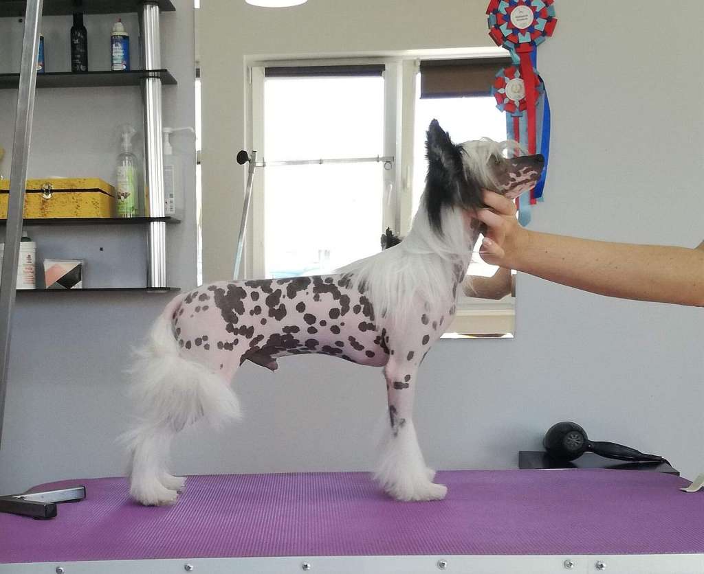 Luxury Edition of Demon Ognia