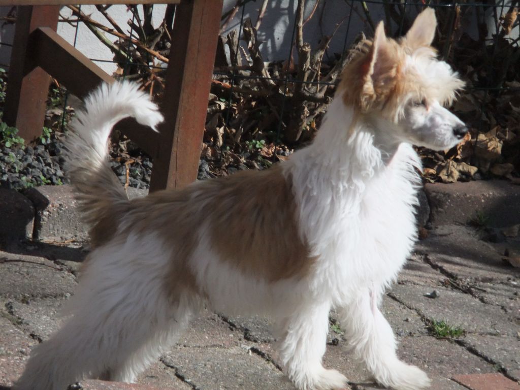 Sukadini's Sankt Nickolaus d'ck