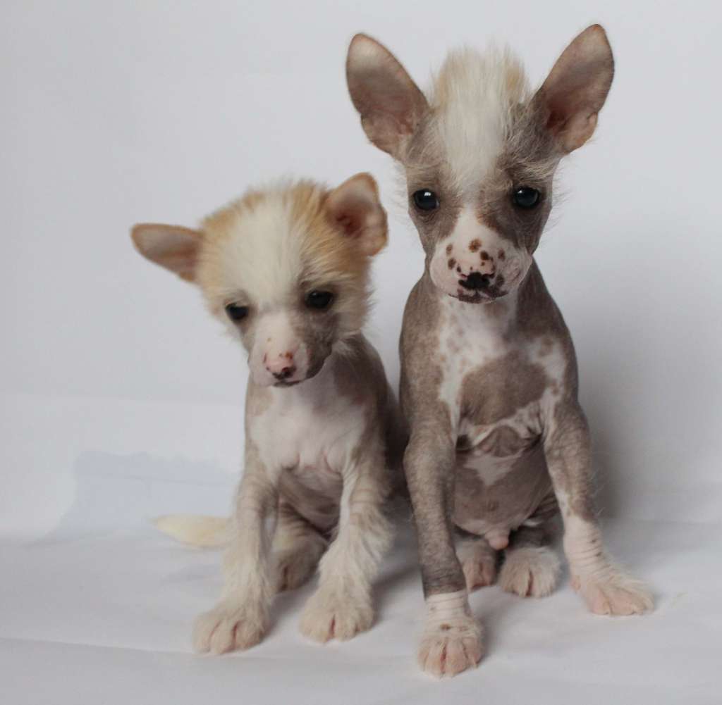 Allegro favorite and Natalie' s beauty