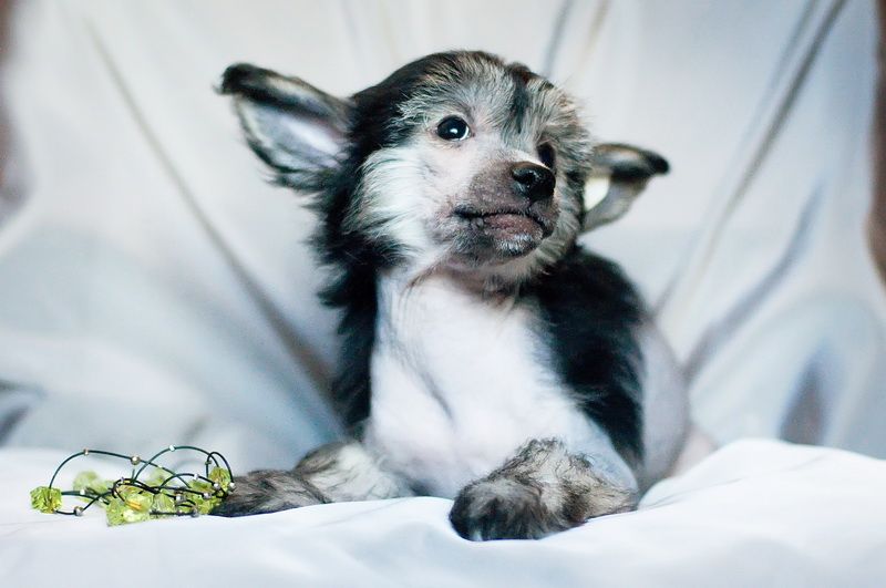 Karnelius Edinstvennyi Vo Vsem