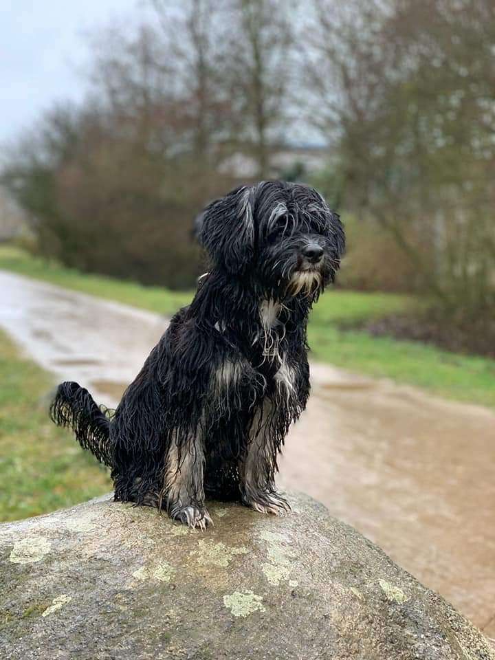 Crazy Cresteds Grimnir Binoh