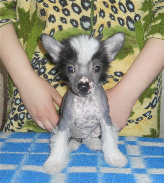 Aphrodite the goddess of grase