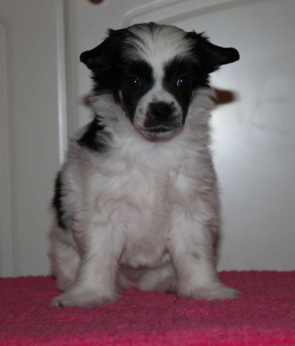 Viuvaun Let It Be Me