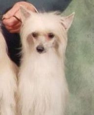 WE-B Canda's Blaze Of Glory 