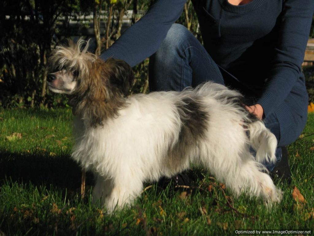 Windy Forest's Music Again