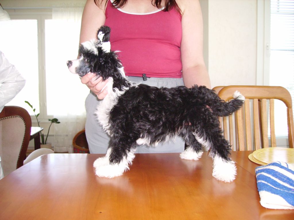 Meadowwood's Amazement Dram