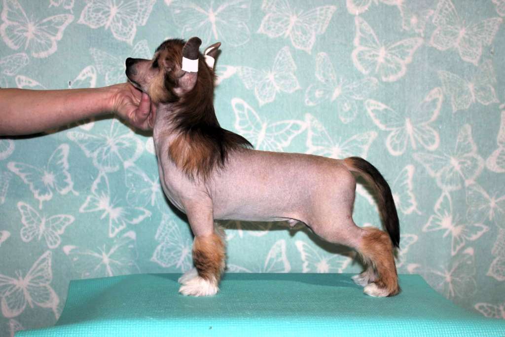 Vitas iz Sozvezdiya Khana