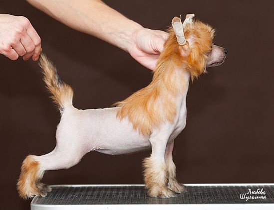 Olegro Katrin Active Style