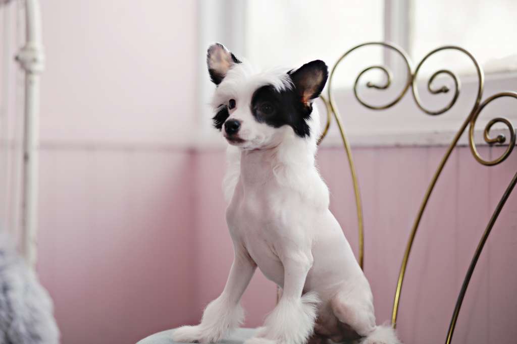 Halostar Watching it Burn