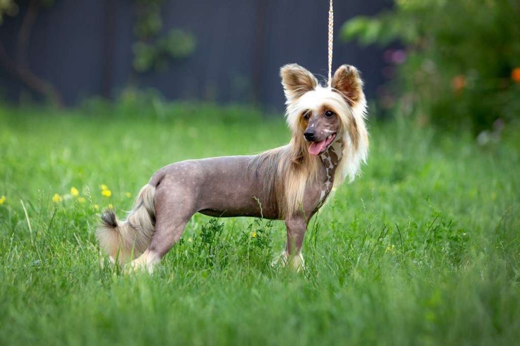 Zheneva-Debjut Kinza For Vivalen