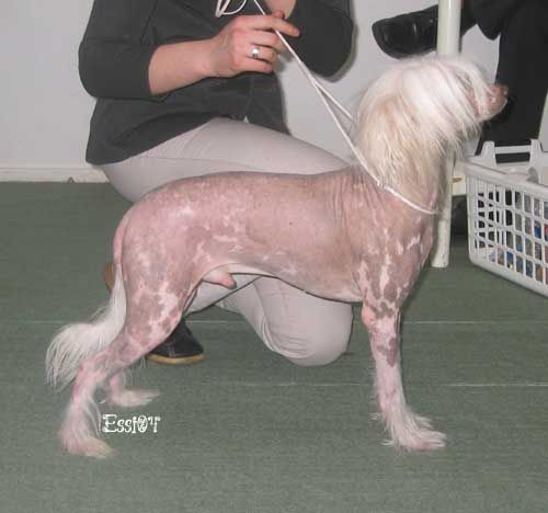 Vellar Pljus Leonardo