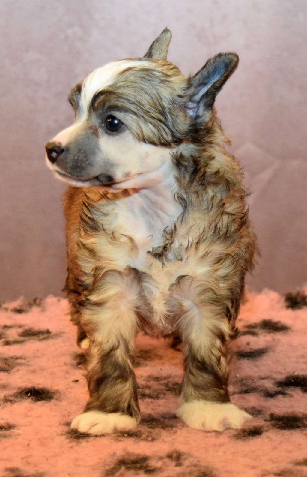 Artic Flyer's Oi Oi Oi