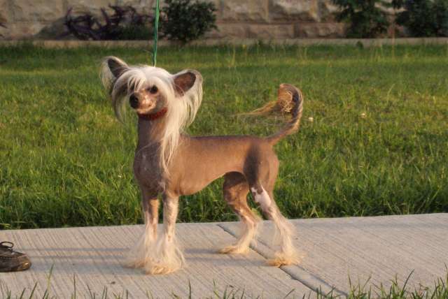 Curlious Dokkum To The Cloud