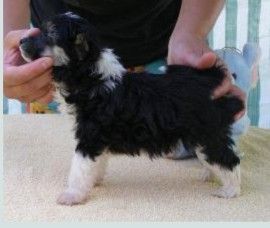 Black Lady Black Denis