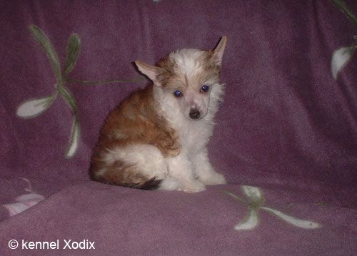 Xodix Roses Reaching Out