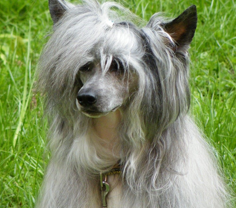 Gennaro Garden Roses