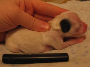 Picture