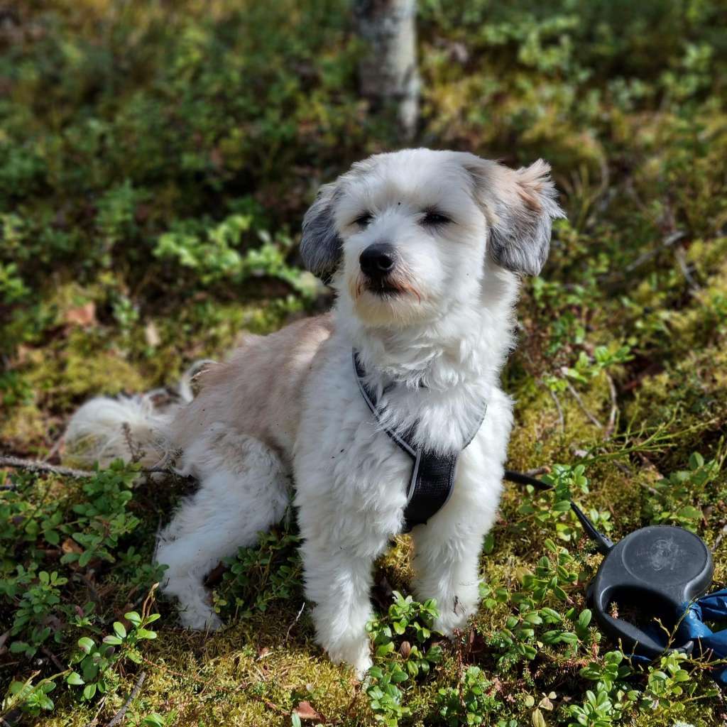 Adorable Mr Bruno by Naked Bubbles