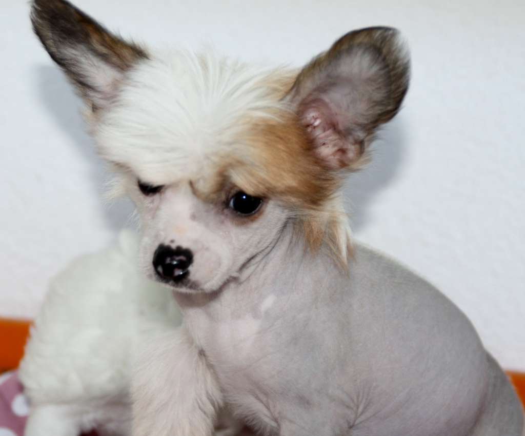 Chichiripa Bane Or Boon U. Will C. Itsoon