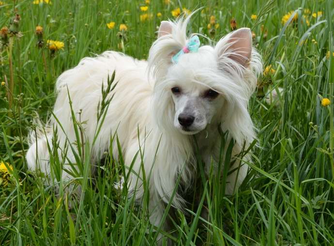 One In A Million Princes de la Roses