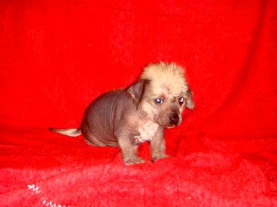 Elf Skazochniy de Fageiro