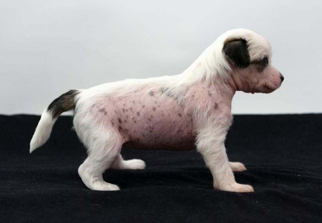 Cipracrest's Nasty Roomservice 