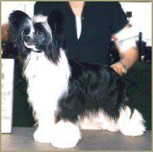 Black Laced Teddy N'co.