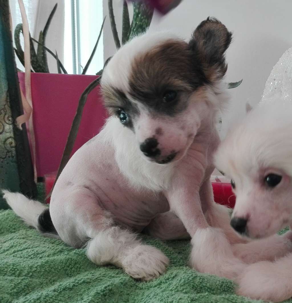 Fundoklia-völgyi Kaszanics Zola