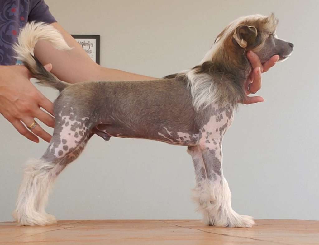 Quinta da Boa Crista Raisin Cabernet