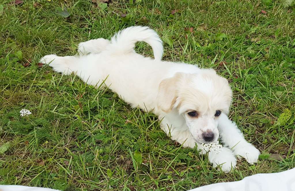 Andrakebyn's Enchantress