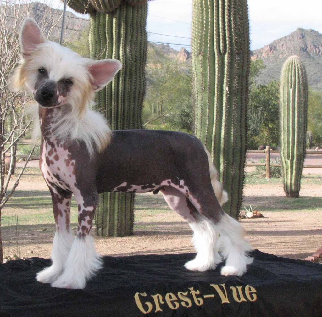 Crest-Vue's Heartbeat Of America