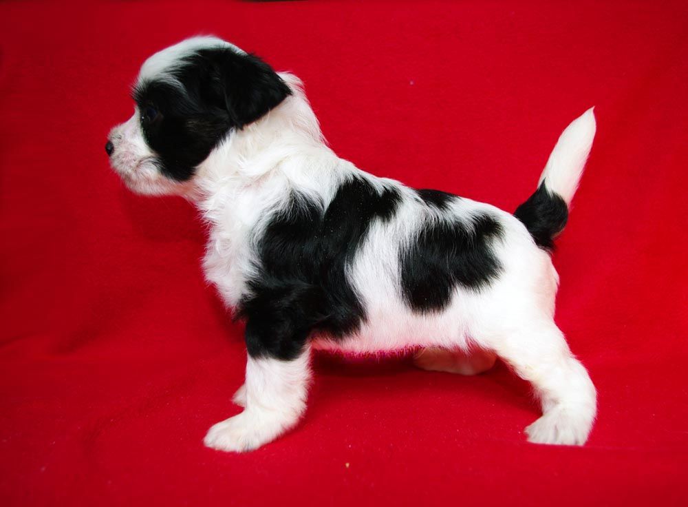 Futureline Felicie Gril'yazh