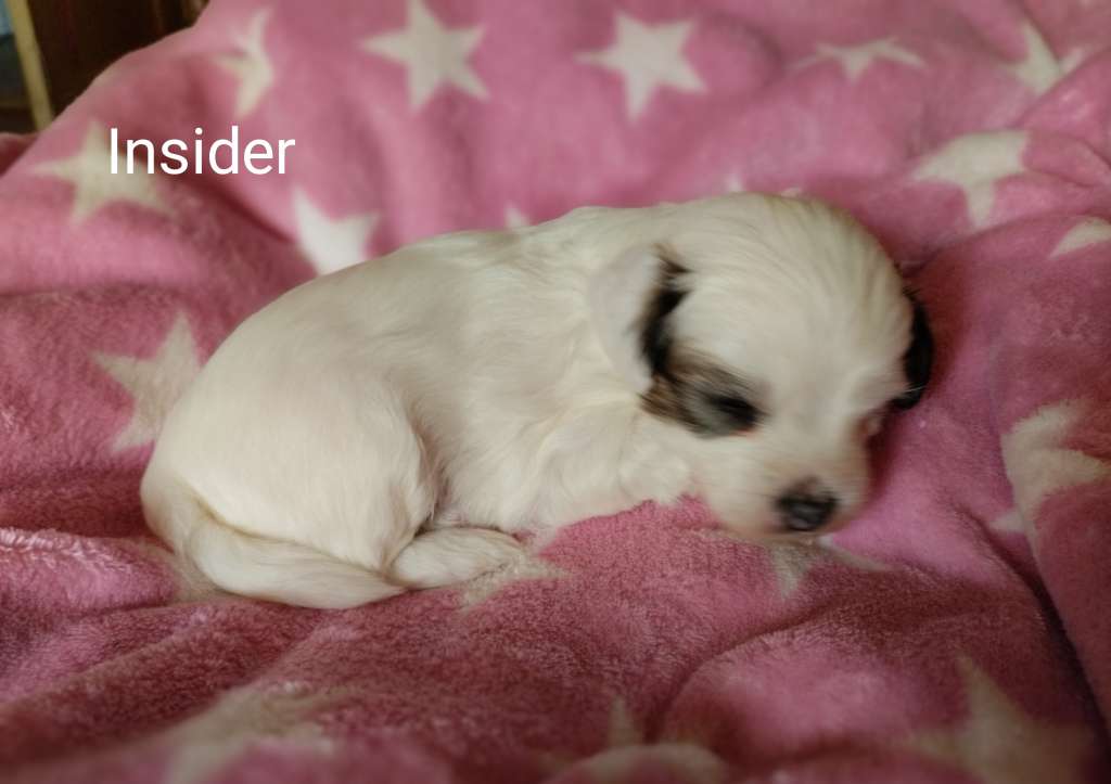 Insider vom Blühmchen