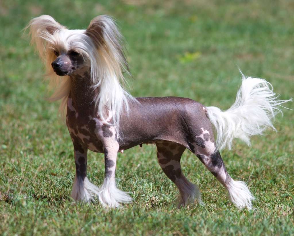 Yorkhouse Jupiter Ascending