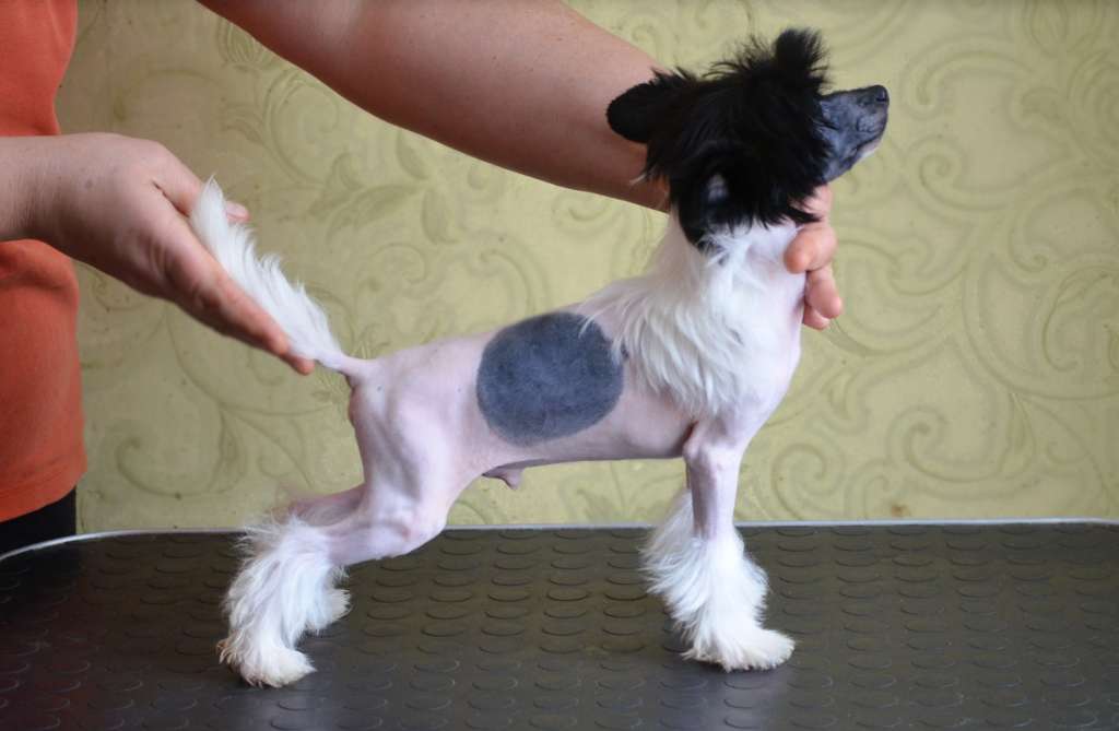 Magic of Success Martell