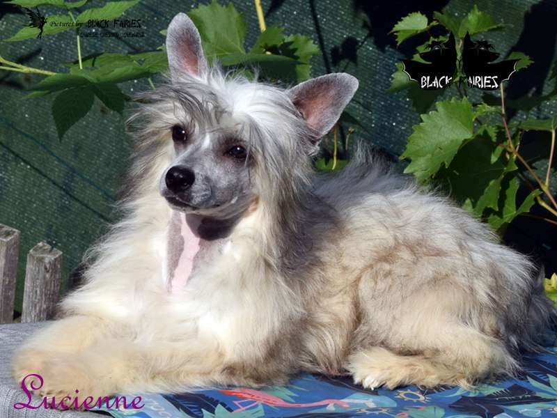 BlackRose Lucienne from *BlackFairies*