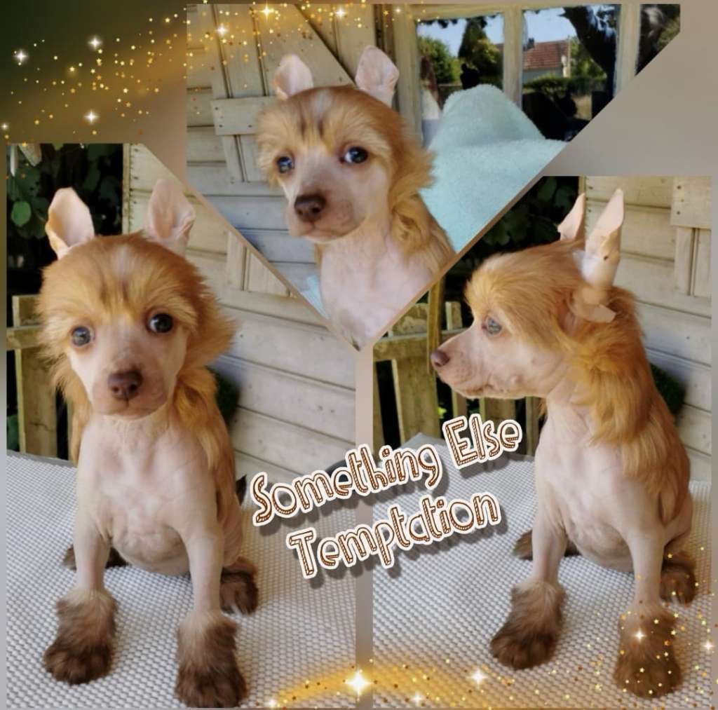 Something Else Temptation