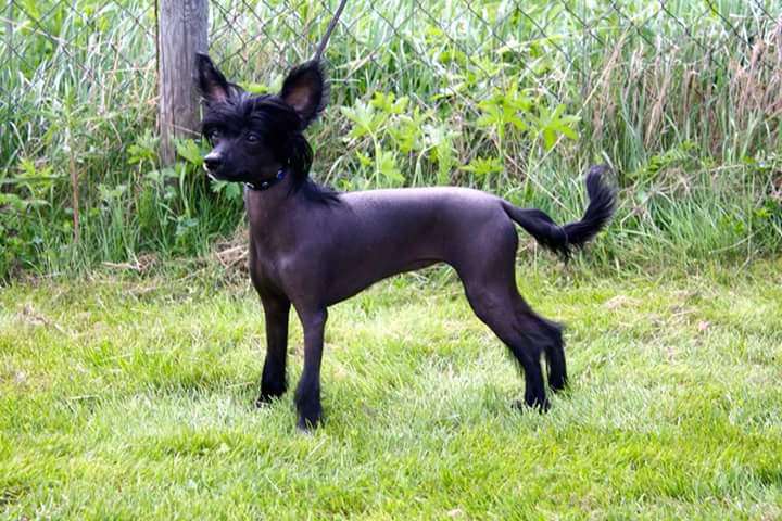 Tournais Black betty Blues