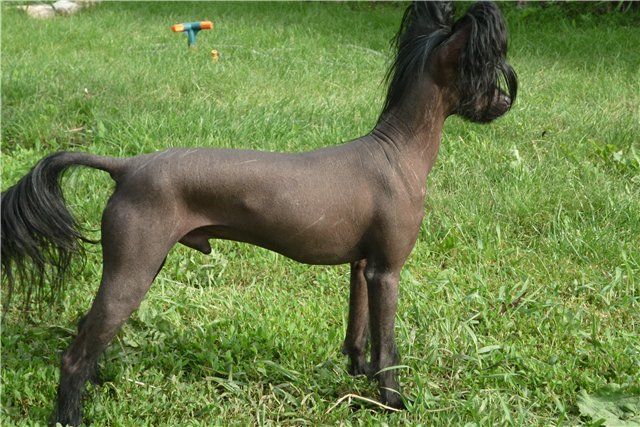 Irgen Gold Chingishan