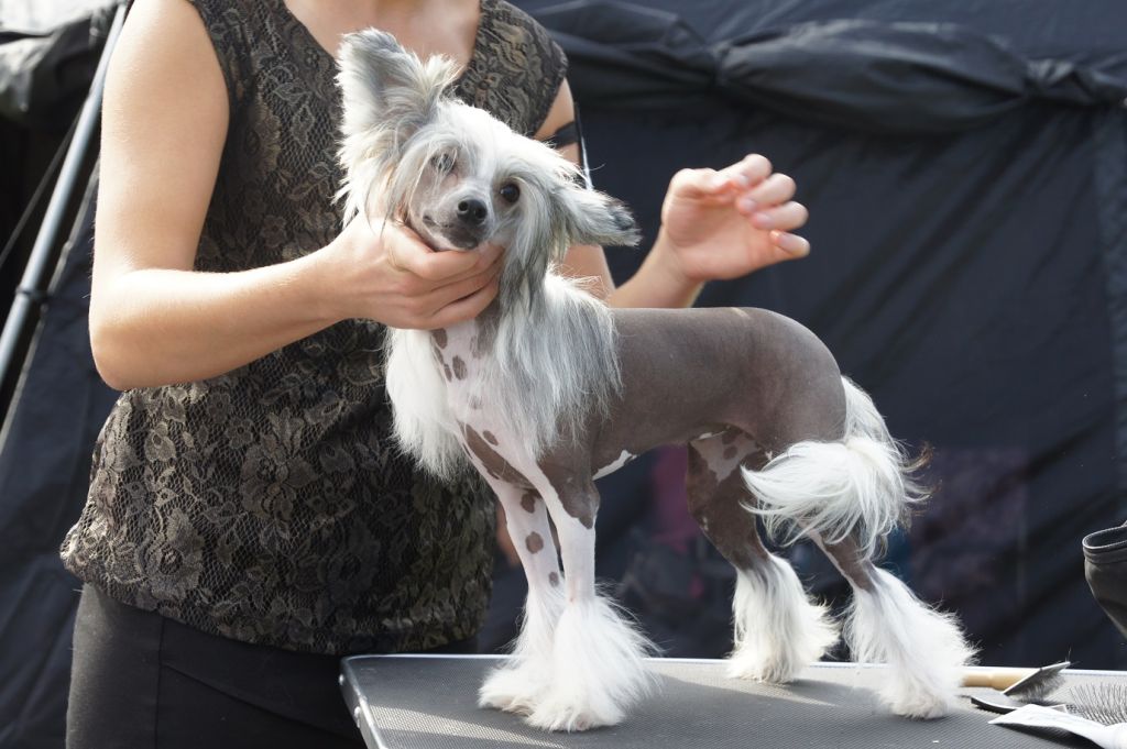 Ying Yang's Checkmate